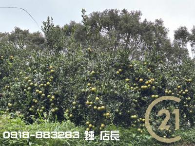 獨賣新埔觀光果園+建地共3500多坪視意圖